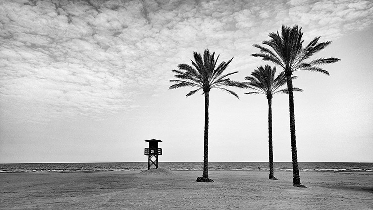 Nina Hoff # Germany #Three Palm Trees (Landscape) – BW Athens Photography