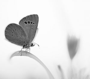 Panagiotis Dalagiorgos # Greece # Tranquil Minimalism (Micro) – BW ...